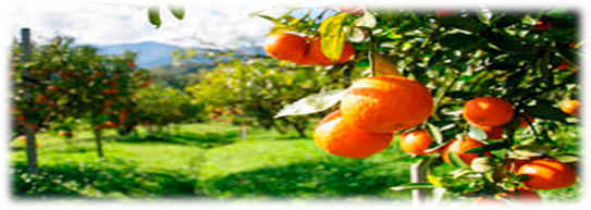 Апельсиновый рай